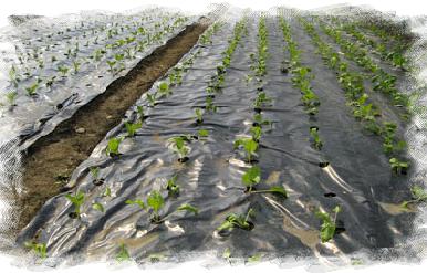 Estaca soporte-roja P/Spaghetti (Maceta o invernadero)